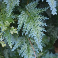 Selaginella willdenowii (Desv.) Baker